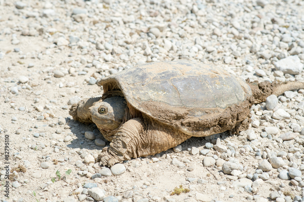 Obraz premium Common snapping turtle