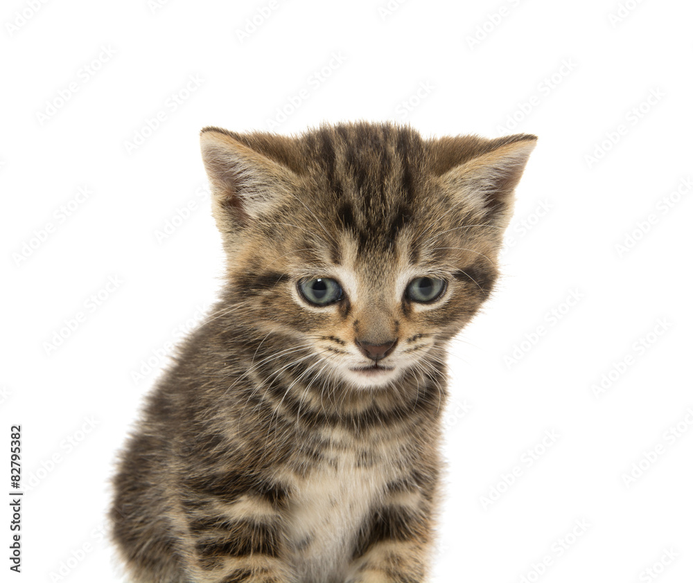 Cute tabby kitten Cute tabby kitten