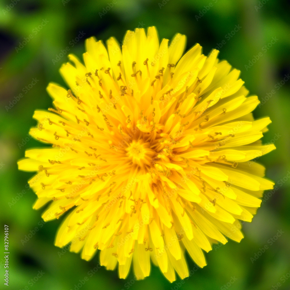 Dandelion from top, close up, macro flower Dandelion from top, close up, macro flower