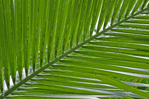 green leave tropical palm tree background