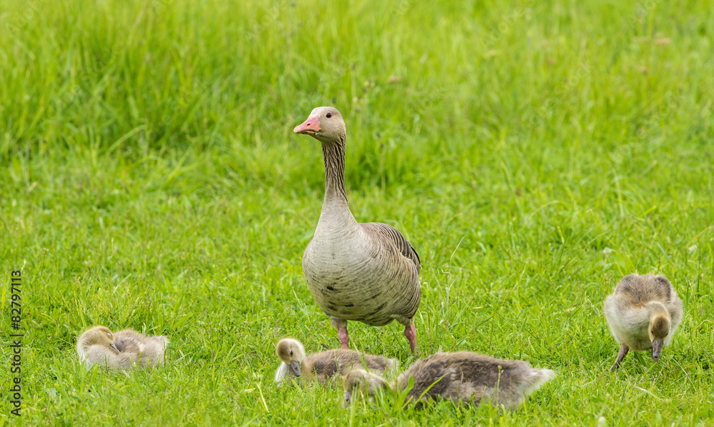 Greylag - goose Anser anser - Lake Neusiedl Greylag - goose Anser anser - Lake Neusiedl