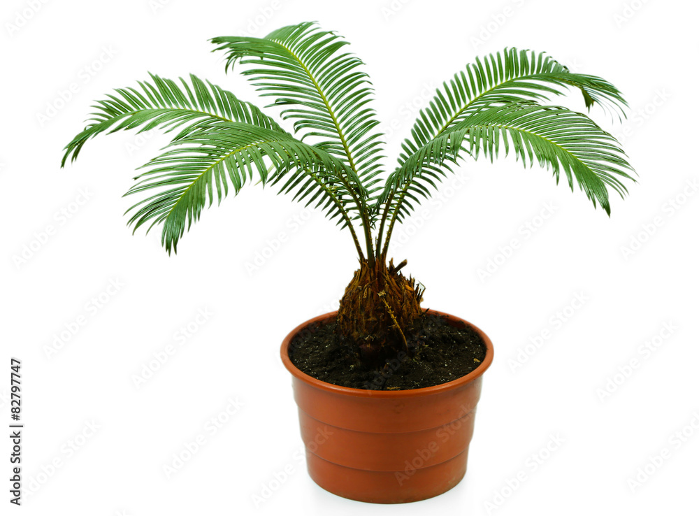 Green palm tree in pot isolated on white Green palm tree in pot isolated on white