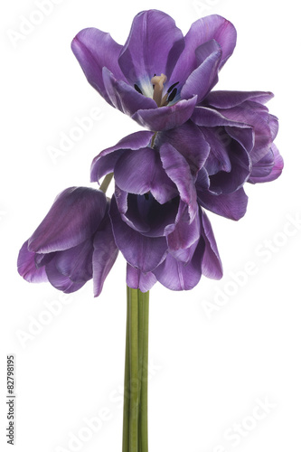 Fototapeta Naklejka Na Ścianę i Meble -  tulip