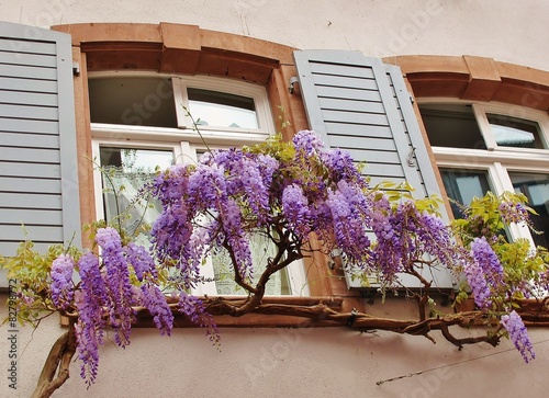 Glyzinie als Fensterschmuck photo