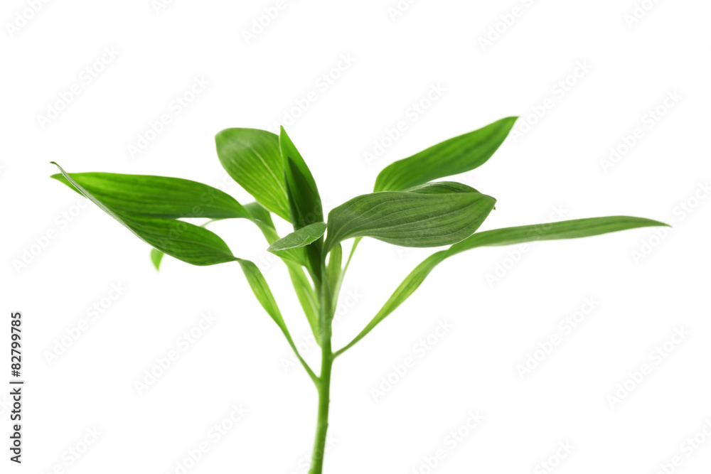 Branch with fresh green leaves, isolated on white