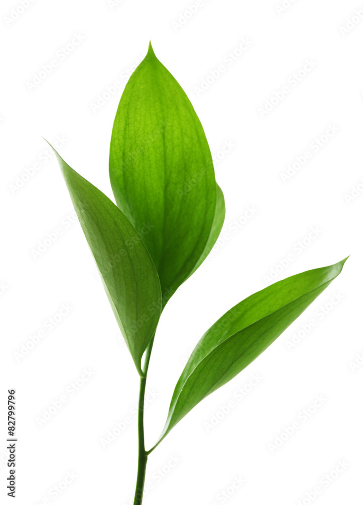 Obraz premium Branch with fresh green leaves, isolated on white
