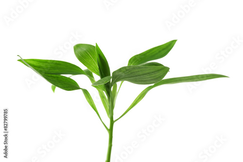Branch with fresh green leaves  isolated on white