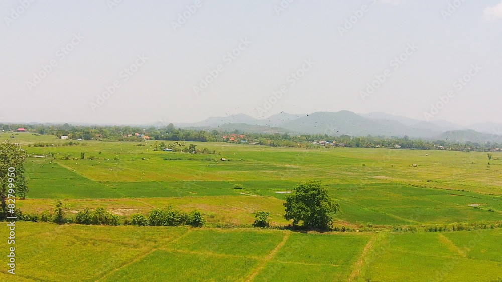 aerial view birds flying shot on rice field aerial view birds flying shot on rice field