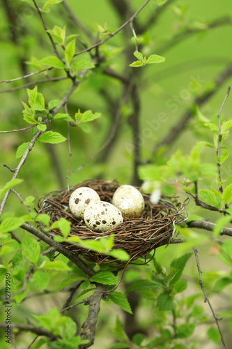 Wicker nest with eggs over green tree background