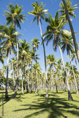 Coconut Palm Trees Grove Blue Sky