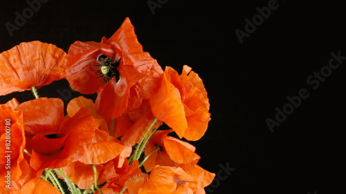 Poppies red black copyspace right big