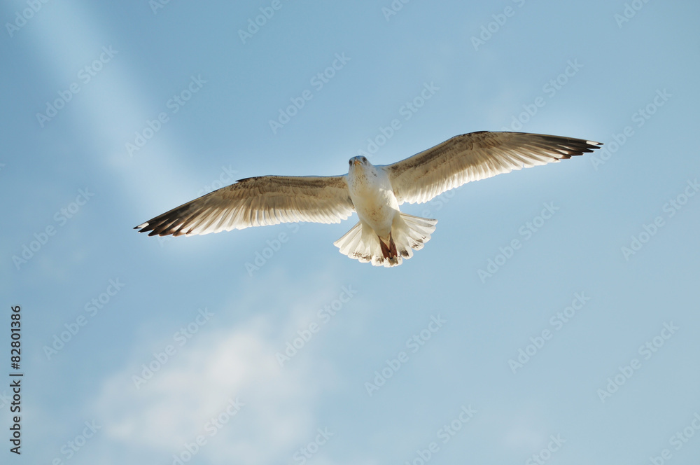 Fototapeta premium Silbermöwe schwebt am blauen Himmel