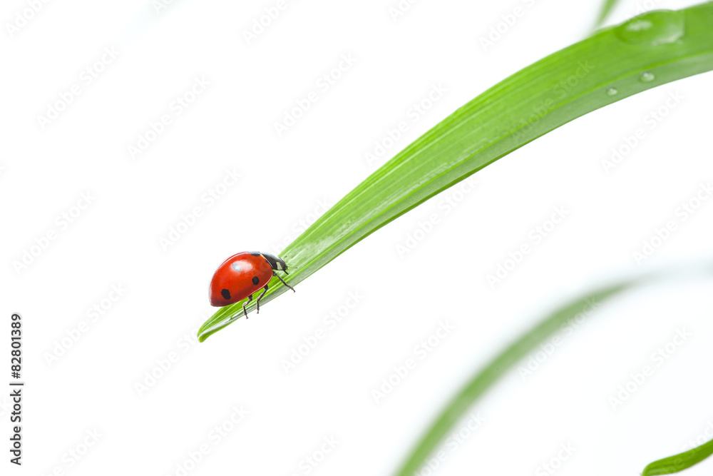 Ladybug on Leaf Ladybug on Leaf