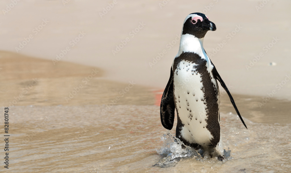 Obraz premium African Penguins at Simonstown (South Africa)