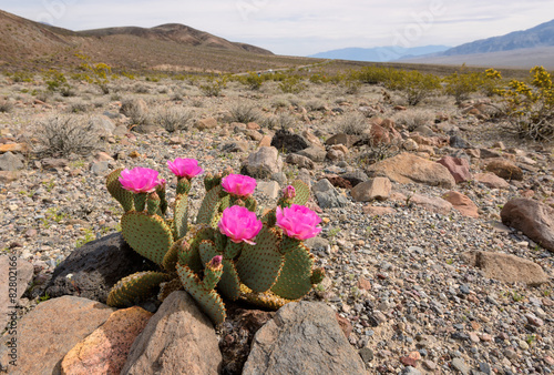 The blossoming cactus in the desert photo