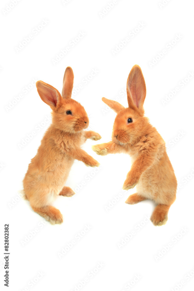 Obraz premium standing rabbit