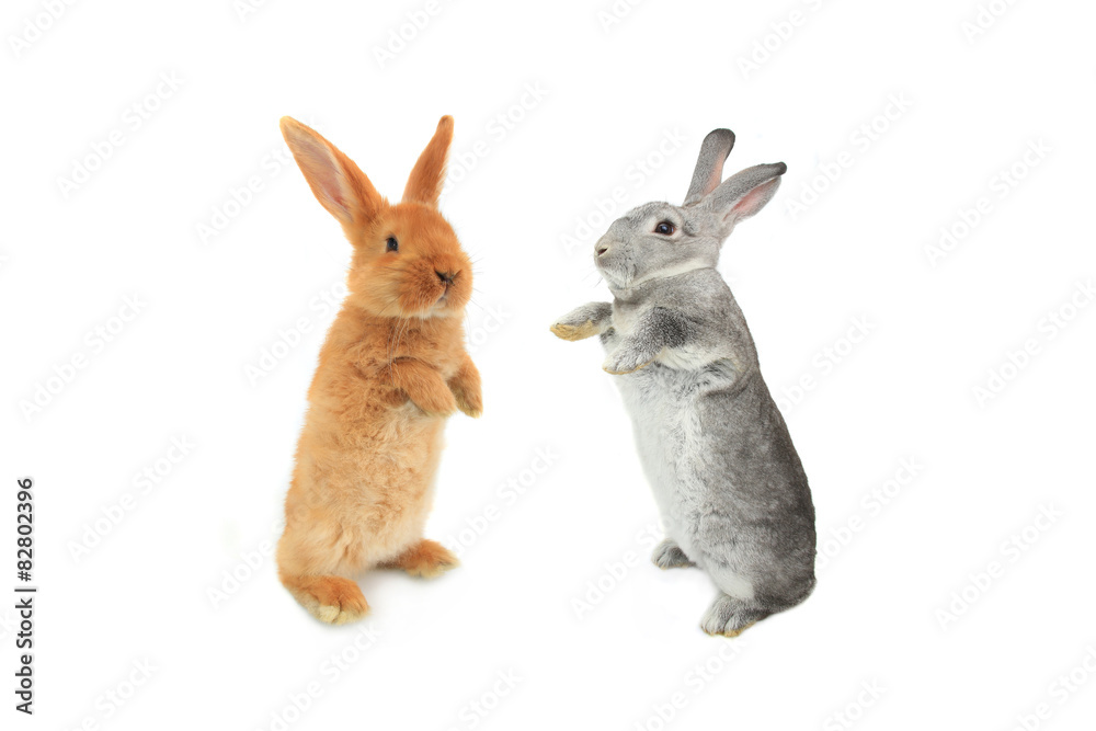 Fototapeta premium standing rabbit