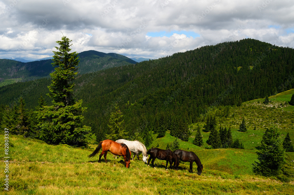 Grazing four mountain horses