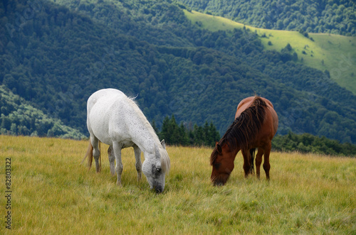 Two feeding horses in mountains