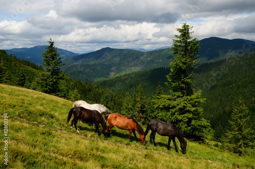 Grazing four mountain horses