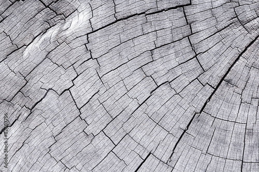 Fototapeta premium Close up cross section of tree trunk