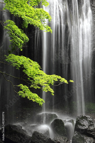 a maple tree and waterfall, silent summer day in Japan. 