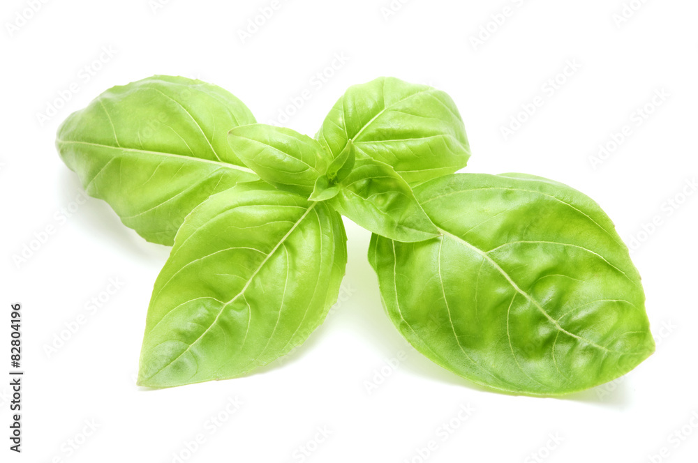 Sweet basil leaves Sweet basil leaves