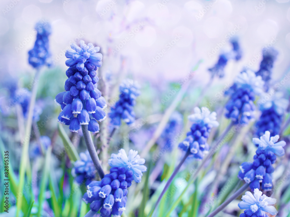 Grape hyacinth, decorative Muscari flowers at spring time. Grape hyacinth, decorative Muscari flowers at spring time.