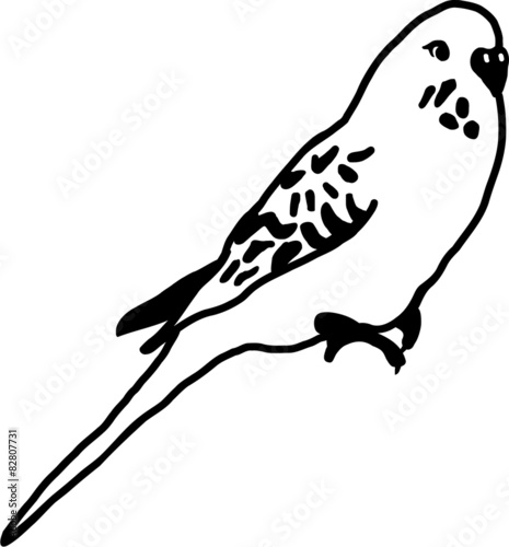 Budgie sitting