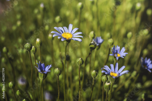 Fototapeta Naklejka Na Ścianę i Meble -  blue daisy felicia amelloides flowers blooming in a field