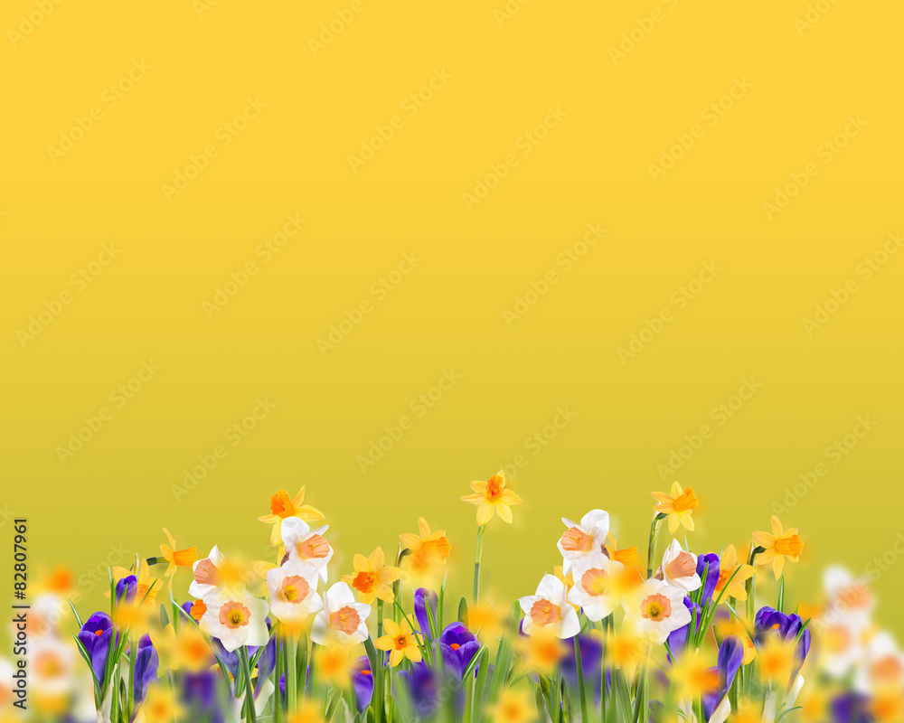 Glade daffodils and crocuses.