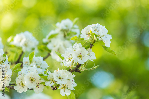 Spring trees