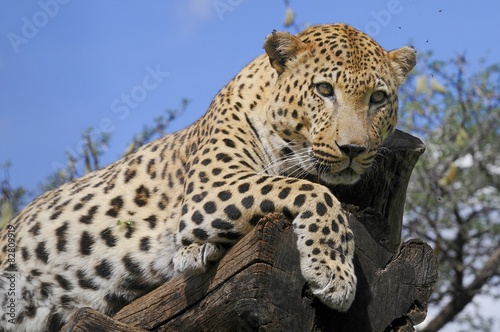 Leopard (panthera pardus)