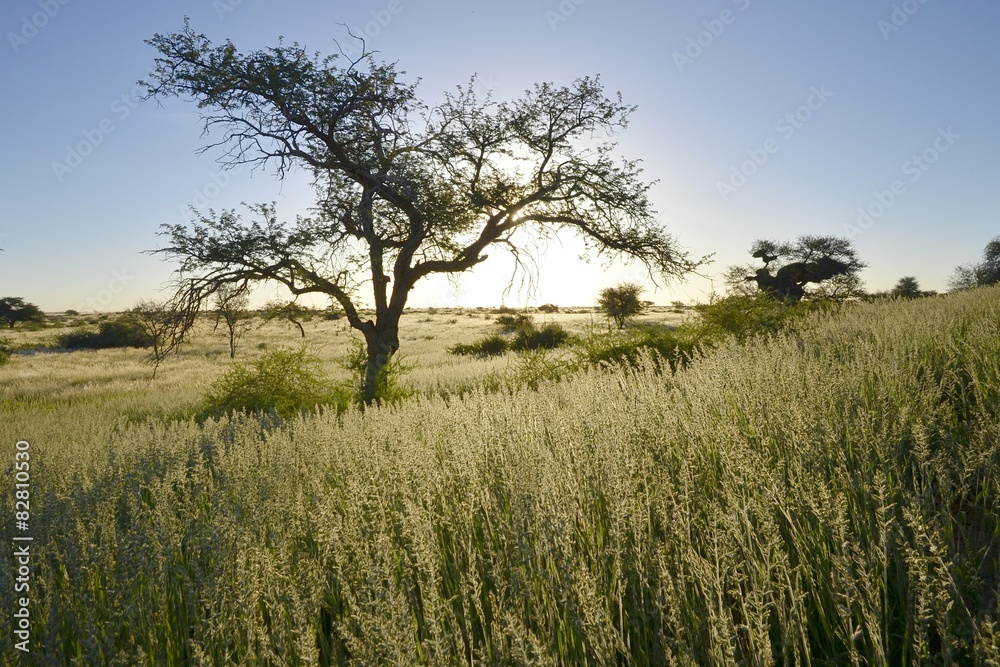 Obraz premium Leopard (panthera pardus) 