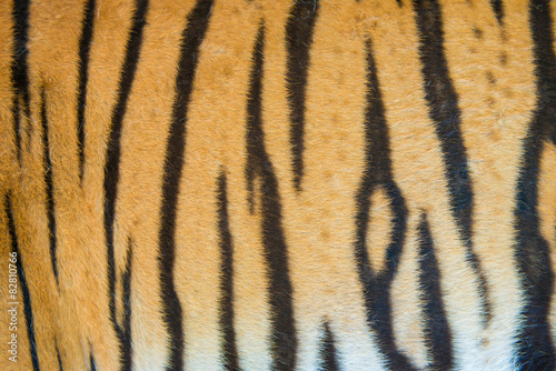 bengal tiger fur