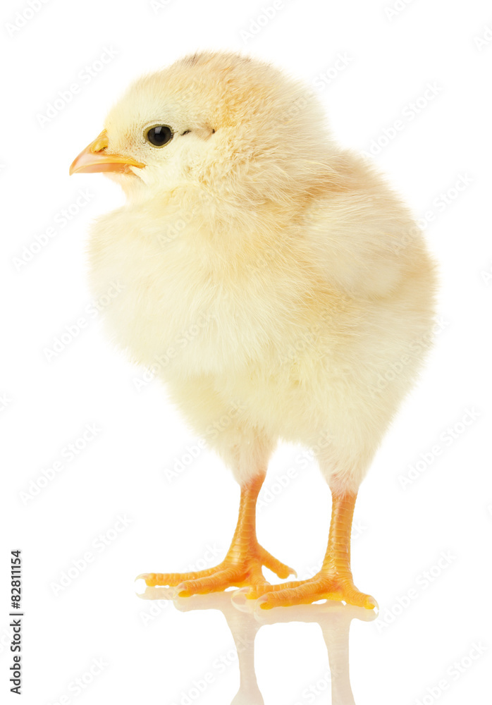 little chicken isolated on a white background