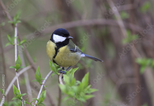 tomtit sitting on branch of tree