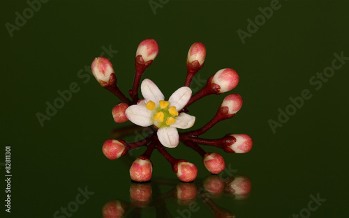 Skimmmia Japonica met een groene spiegelende achtergrond photo