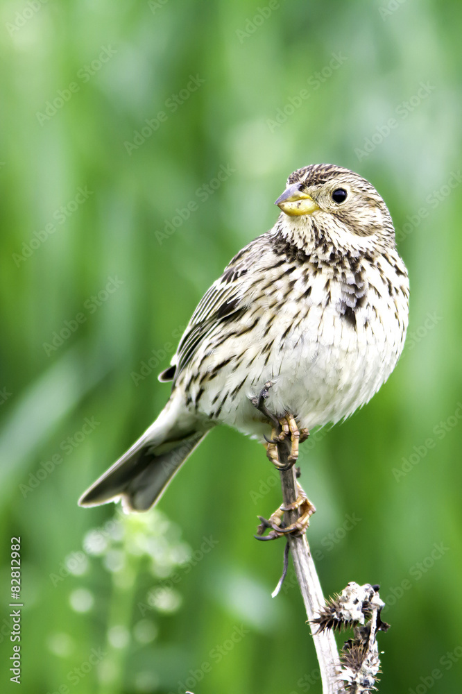 Corn bunting in natural habitat / Emberiza ( Miliaria) calandra