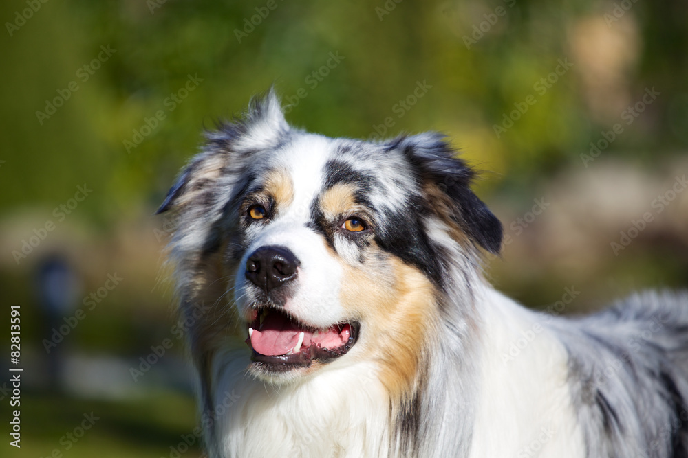 Australian Shepherd im Garten