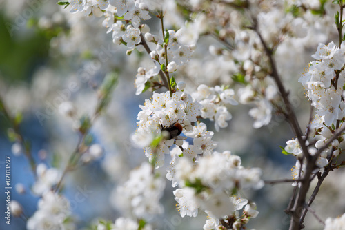 Branches of the blossoming cherry in a spring garden