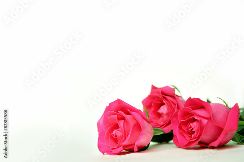 Pink Rose Flowers Framing Bottom of White Background