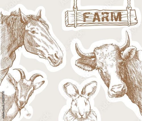 rural animals