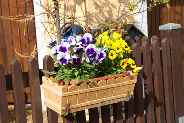 Fototapete Veilchen Stiefmütterchen im Blumenkasten arrangiert  © PhotographyByMK