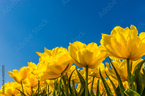 Yellow tulips against a blue sky