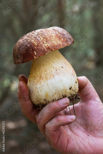  Mano sosteniendo una seta comestible Boletus Pinicola photo