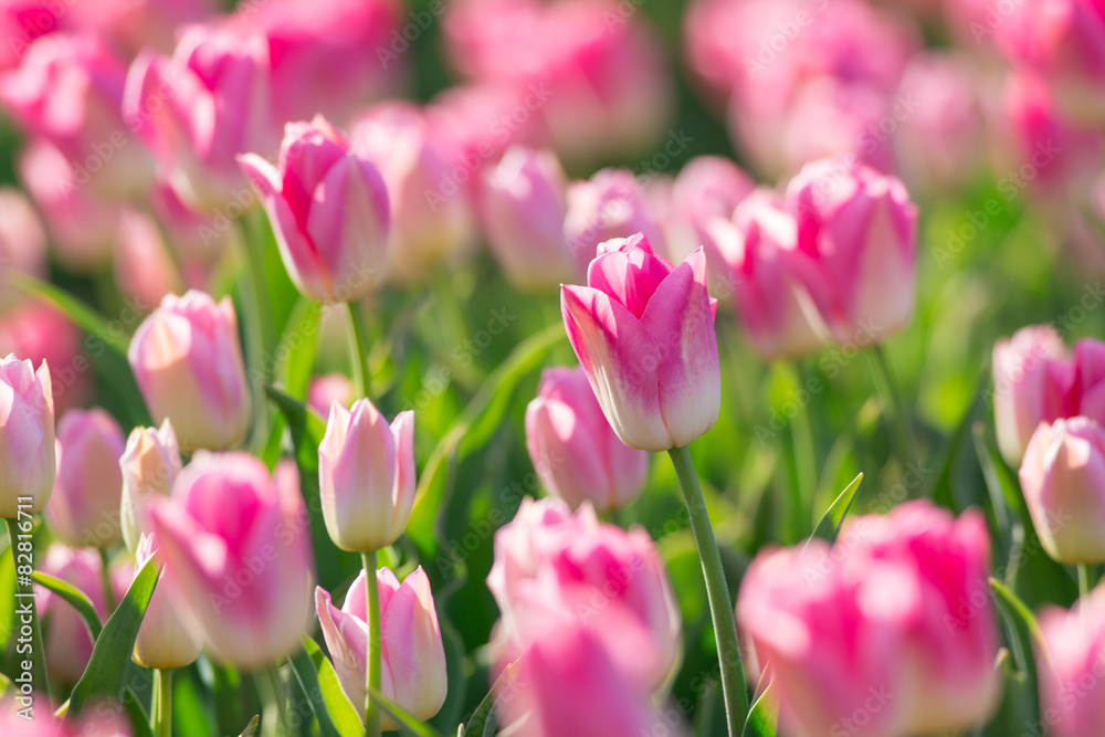 Beautiful field of tulips.