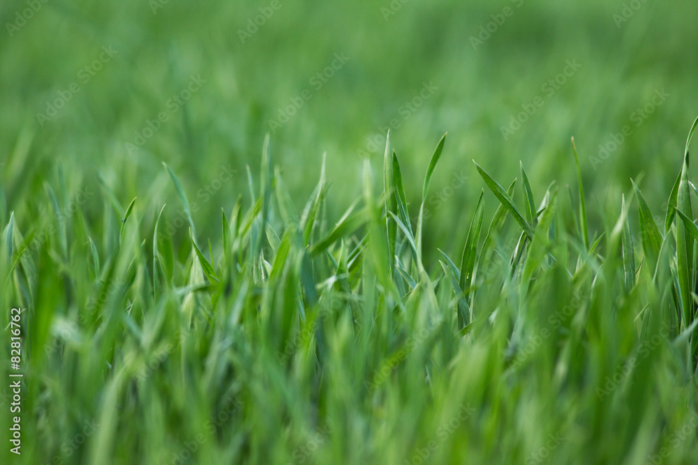 Fototapeta premium Świeży młody jęczmień
