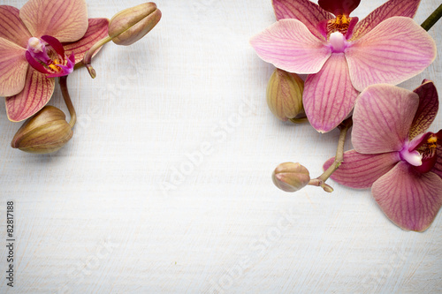Fototapeta Naklejka Na Ścianę i Meble -  Pink orchid flower.