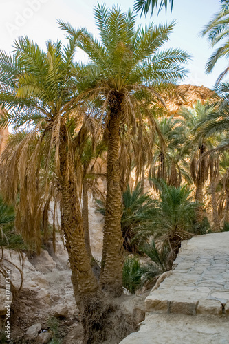 Mountain oasis Chebika in Tunisia